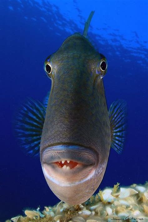 Funny Wildlife Trout Pout Smiley Face Fish