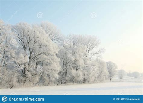 Winter Trees In The Field Against The Blue Sky Stock Photo Image Of