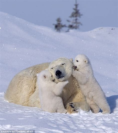Playful Polar Bears Have Fun With Mum As They Frolic In The Snow