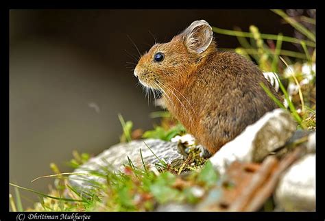 Large Eared Pika Animals Mammals Reptiles And Amphibians