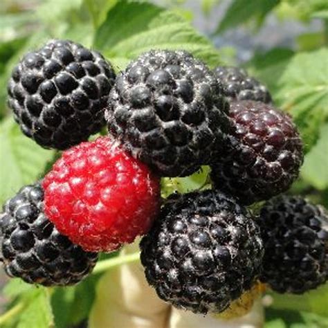 Black Raspberry Plant Live For Planting Thornless