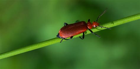 Rhagonycha Fulva Common Red Soldier Beetle Rotgelber Wei Flickr