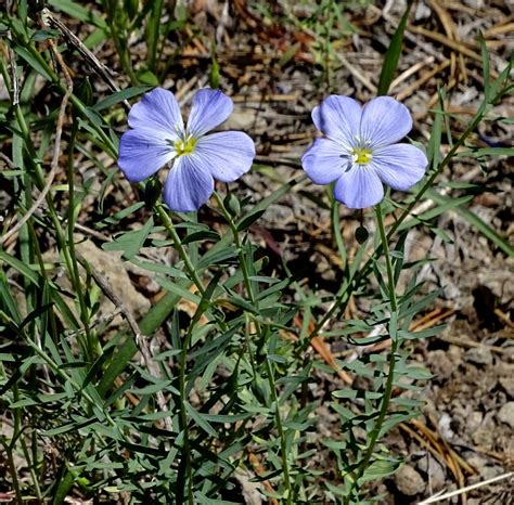 Western Blue Flax Linum Lewisii Western Blue Flax In The Flickr