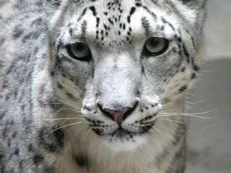 Filesnow Leopard Face Wikipedia