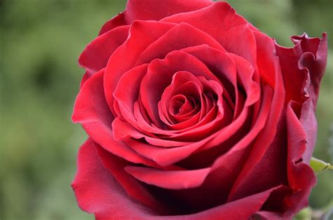 Gratis Billede Rose Ruzicka Røde Roser Gratis Billede På Pixabay