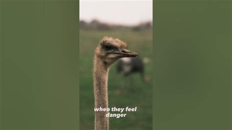 Do Ostriches Bury Their Heads In The Sand Because They Are In Danger