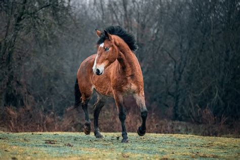 Top 10 Most Beautiful Horse Breeds And Types Of Horses