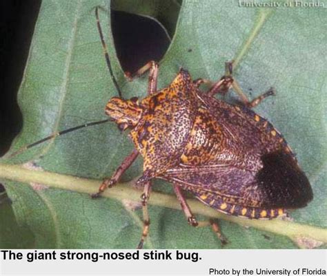 Giant Strong Nosed Stink Bug Nc State Extension Publications