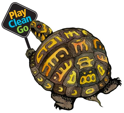 Clipart turtle land turtle, Clipart turtle land turtle Transparent FREE for download on ...