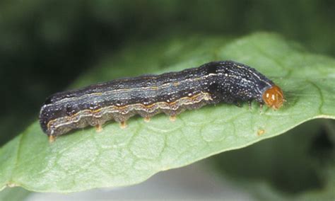 Southern Armyworm Spodoptera Eridania Stoll