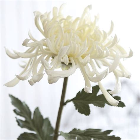 spider chrysanthemum 꽃 식물 국화