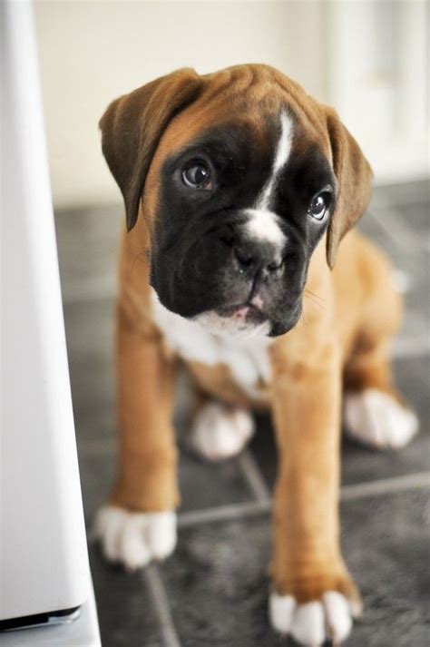 Boxer Puppies Are Irresistible Boxer Puppy Cute Boxer Puppies