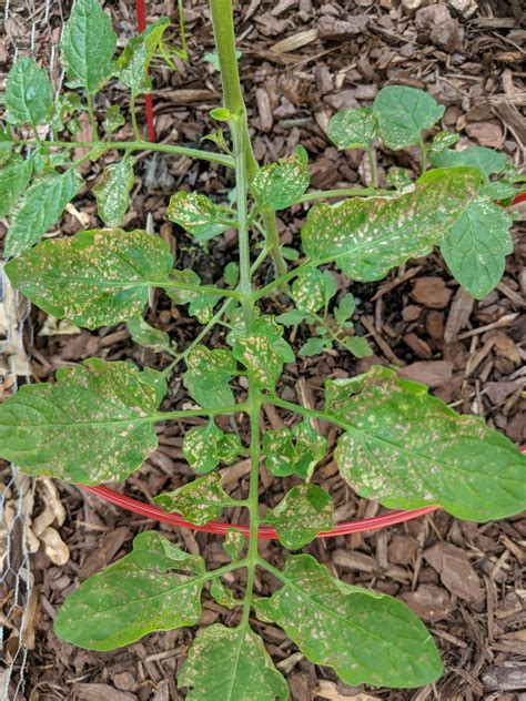 Tomato Plant Question Are These Brown Spots A Developing Fungus Or