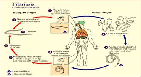 Fig No1 Life Cycle Of Helminth Disease