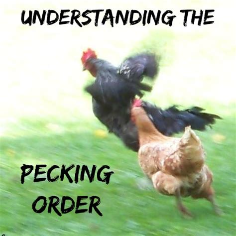 Understanding The Pecking Order The Misadventures Of A Homesteadin