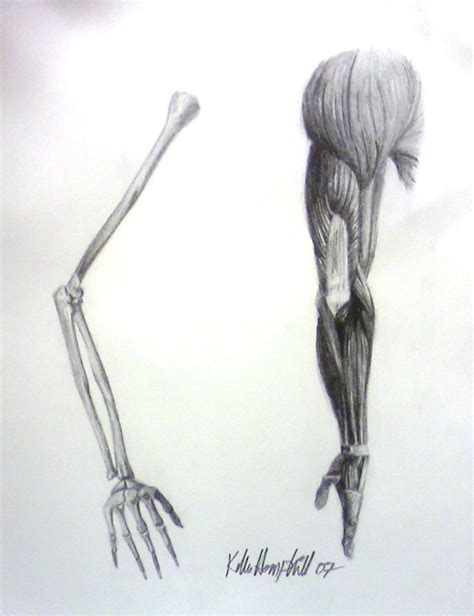 Arm Studies By Kelhemp On Deviantart
