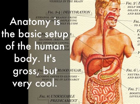 Basic Human Anatomy 101