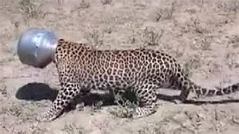 Thirsty Leopard Gets Head Stuck In Pot For Six Hours Cbbc Newsround