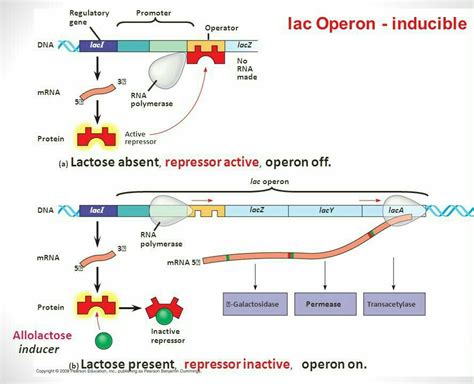 Lactose Is An Inducer Of The Lac Operon Giovannikruwsloan