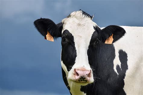Vaca Vaca Holstein Raza De Carne Internacional Color Vaca Blanco Y