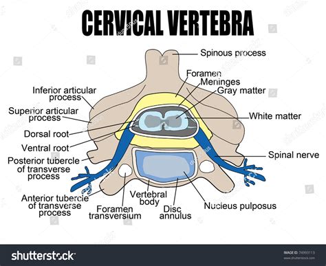 Cervical Vertebra Vector Illustration For Basic Medical Education