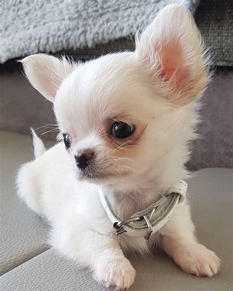 Cutest Chihuahua Ever Pets Lovers