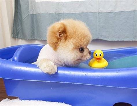 Photofunmasti Boo — The Worlds Cutest Dog