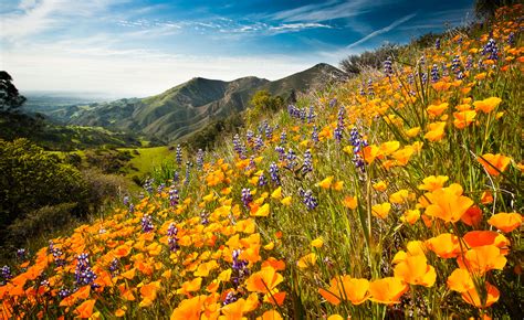 Wildflower Bloom Figueroa Mountain