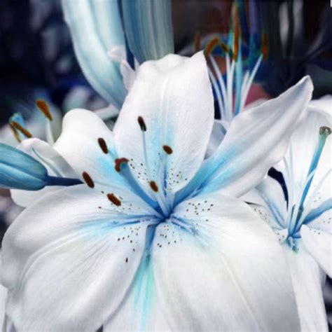 100 X Blue Rare Asiatic Lily Bulbs Seeds Planting Lilium Perfume Flower