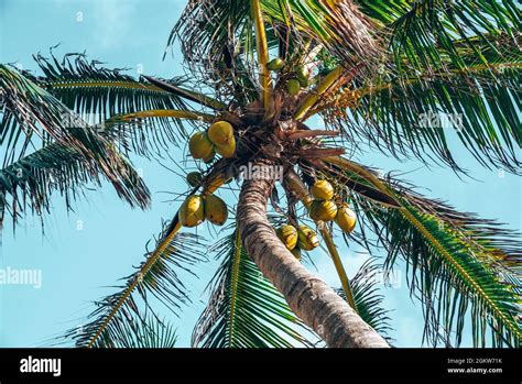 Ripe Coconuts Hi Res Stock Photography And Images Alamy