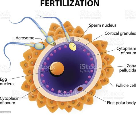 Fertilization Penetration Sperm Cell Of The Egg Stock Vector Art And More