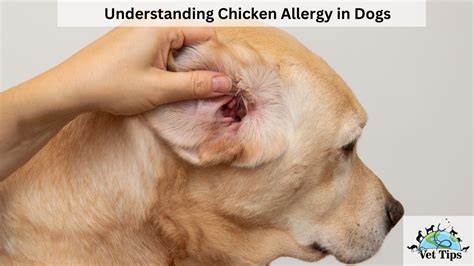 Understanding Chicken Allergy In Dogs Vet Tips