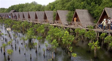 Tempat Wisata Mangrove Homecare24