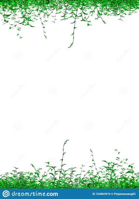 Frame Or Border From Green Plants In White Background Stock Image