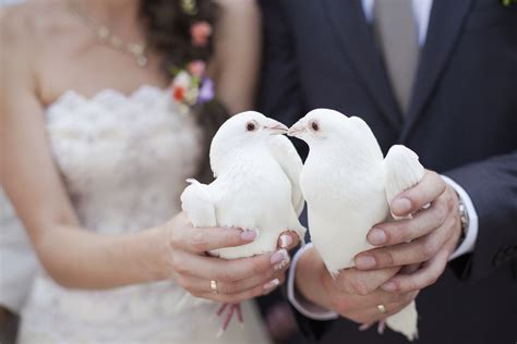 All You Need To Know About A Wedding Dove Release Easy Weddings