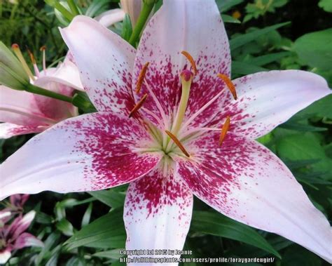 Photo Of The Bloom Of Lily Lilium Dot Com Lilium Bloom Lily
