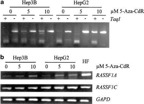 Methylation Analysis Of Rassf A By Cobra In Hcc Cell Lines Hep B And