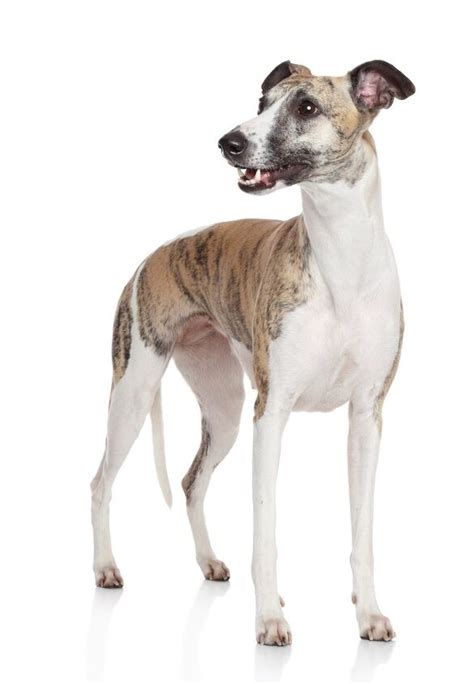 Whippet Dog Breed Information And Pictures Petguide Petguide