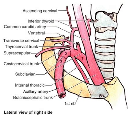 Subclavian Artery Subclavian Artery Arteries Anatomy Arteries