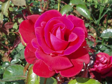 Free Images : flower, petal, red rose, floribunda, flowering plant, garden roses, rose family ...