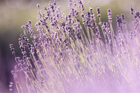 Lavender Flower Nature Grass Hd Wallpaper Peakpx