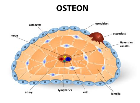 Diagram Of An Osteon