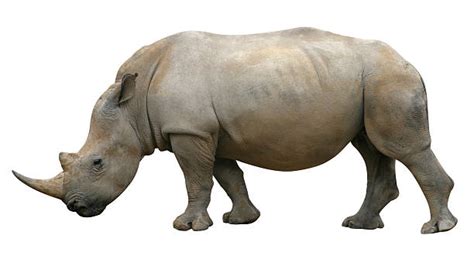 Rhino Side View Stock Photos Pictures And Royalty Free Images Istock