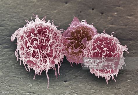 White Blood Cells Scanning Electron Microscope High Res Stock Photo