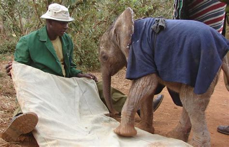 Meet The Elephant Whisperer Who Has Cared For 180 Orphaned Elephants In