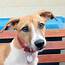 Missy – 6 Month Old Female Jack Russell Terrier Cross Dog For Adoption