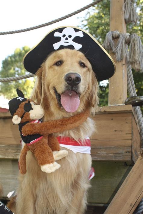 Ahoy Golden Retriever Halloween Costumes Best Dog Halloween