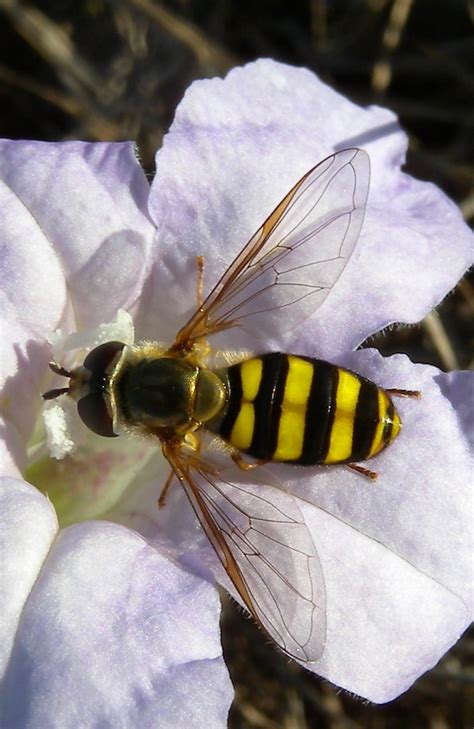 syrphid fly syrphid fly on flower marge flickr