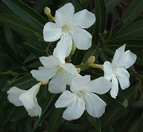 Oleanders Beautiful And Poisonous Long Lines Of Oleander Flickr