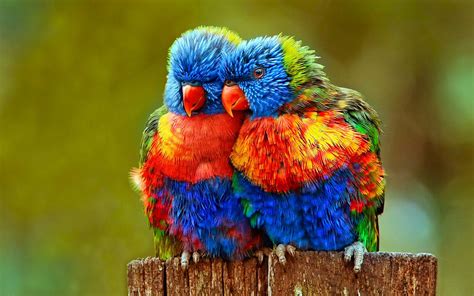 Parrot Talking To Its Friends Most Beautiful Colorful Birds